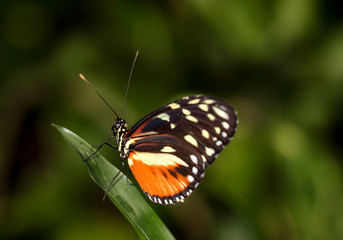 Fototapeta na wymiar Heliconius hecale, Goldener Hekale, Schmetterling 