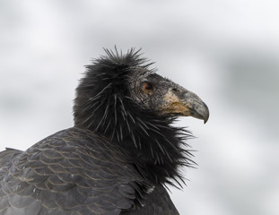 California Condor