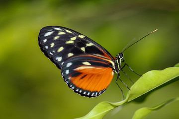 Fototapeta na wymiar Heliconius hecale, Goldener Hekale, Schmetterling 
