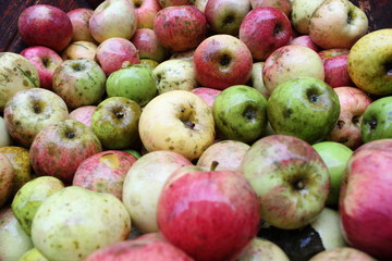 manzanas