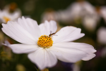 Obraz premium white cosmos flower
