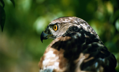 Azor (accipiter gentilis),  en el parque natural de Cazorla, Segura y Las Villas.