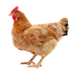 Brown hen isolated.