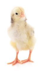 Small yellow chicken.