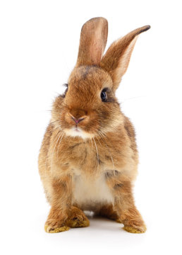 Brown rabbit on white.