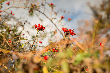 Hagebutten im warmen Herbstlicht