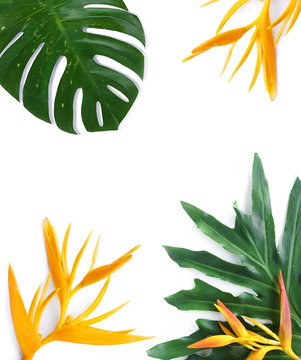tropical plants  mockup on white background