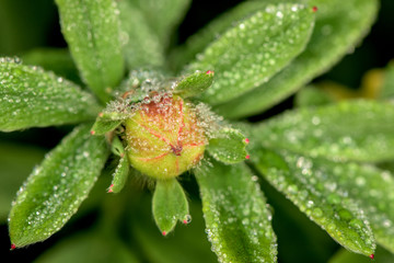Flower bud with plenty drops of water - morning dew