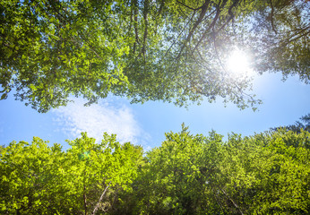Green fresh tree leaves against the blue sky with sun shining bright. Forest outdoor. Spring Background. Nature landscape. Holiday, travel, relax, recreation.