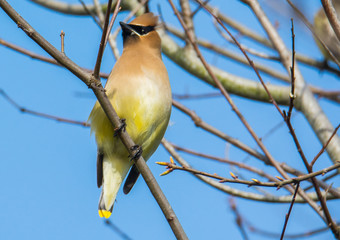 Bird on Tree Branch