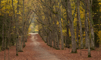 Fototapeta na wymiar Camino otoñal bajo los árboles.