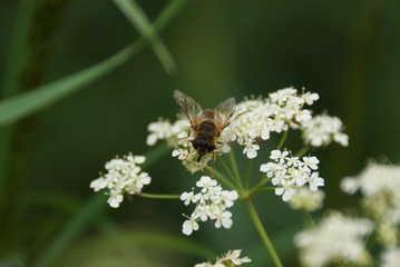 flower & bee