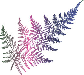Gradient color fern illustration. Ancient plant leaf.