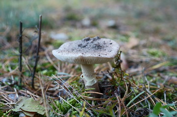 Muchomor(blaszkowate)