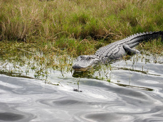 Florida Everglades Alligator