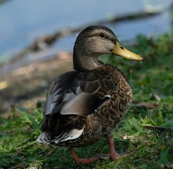 Duck on grass near a pond