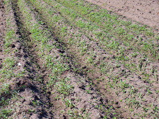 Unweeded furrows 2