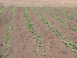 Cultivated garden 2