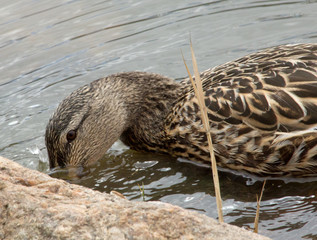 Duck drinking
