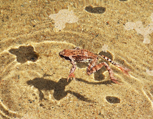 Frog at Lake Lyokshmozero. Morshchikhinskaya village. Kargopolsky District. Arkhangelsk Oblast. Russia