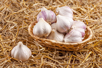 Garlic horizontal banner. Eco farming concept. Whole garlics and cloves in straw basket on piece of sacking on brown wooden texture background. Organic food.