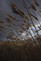 Obraz premium Reeds, bulrush, against cloudy sky. Autumn landscape