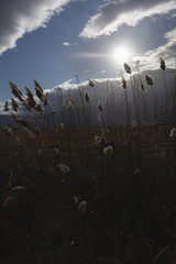 Reeds, bulrush, against cloudy sky. Autumn landscape