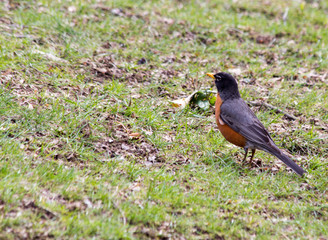 Robin on grass