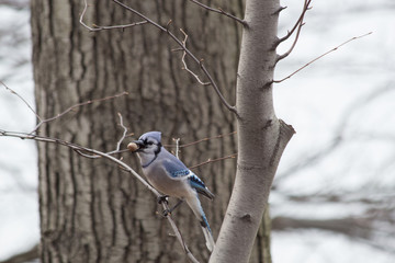 Blue jay holding a nut