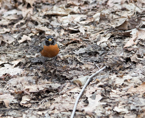 Robin in fallen leaves