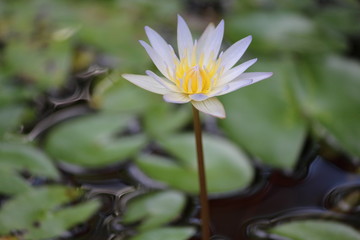 Lotus in bloom