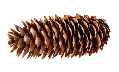 Brown pine cone on white background with clipping pass