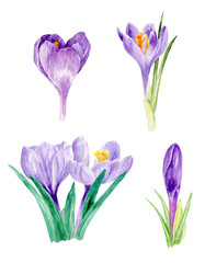 watercolor crocus, watercolor illustration, floral watercolor, hand painted watercolor, birthday, wedding, invitation, party, calendar, thank yoi card