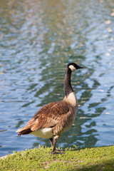 Goose
