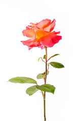 close-up of rose flower isolated on white background. greeting and holiday card or postcard.
