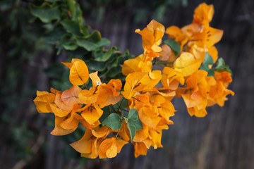 orange Bougainvillea blossom 