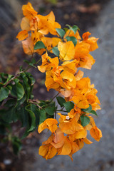 orange Bougainvillea blossom 