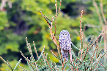 Ural owl in natural habitat (strix uralensis)