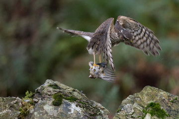 Juvenile Female Sparrowhawk (Accipiter nisus) flying with fresh kill