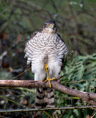 Female Sparrowhawk (accipiter nisus) hunting for prey