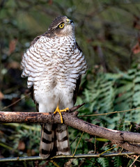 Female Sparrowhawk (accipiter nisus) hunting for prey