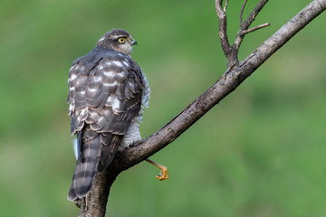 Female Sparrowhawk (accipiter nisus) hunting for prey
