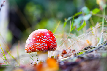 Red Amanita, Poisonous Organism, close up shot