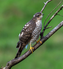 Female Sparrowhawk (accipiter nisus) hunting for prey
