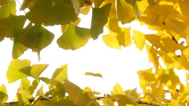 Abstract background of yellow ginko leaves in a wind