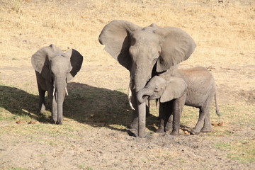 Fototapeta premium Elefanten in der Serengeti