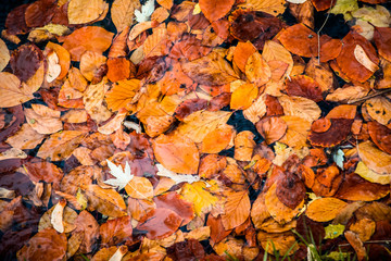 Herbst Laub autumn