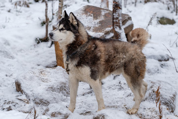 Naklejka premium Siberian Husky Dog