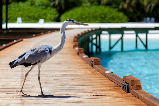 Maldives, A Local Bird Is Standing On The Bridge