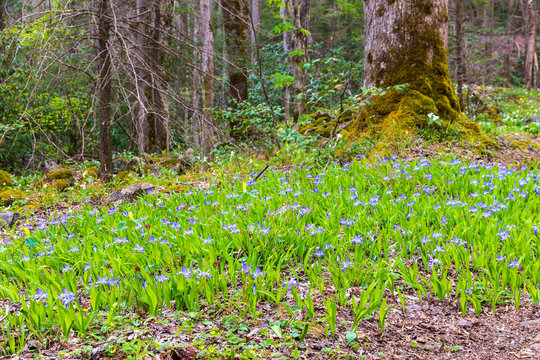 Crested dwarf iris wildflowers in spring forest.